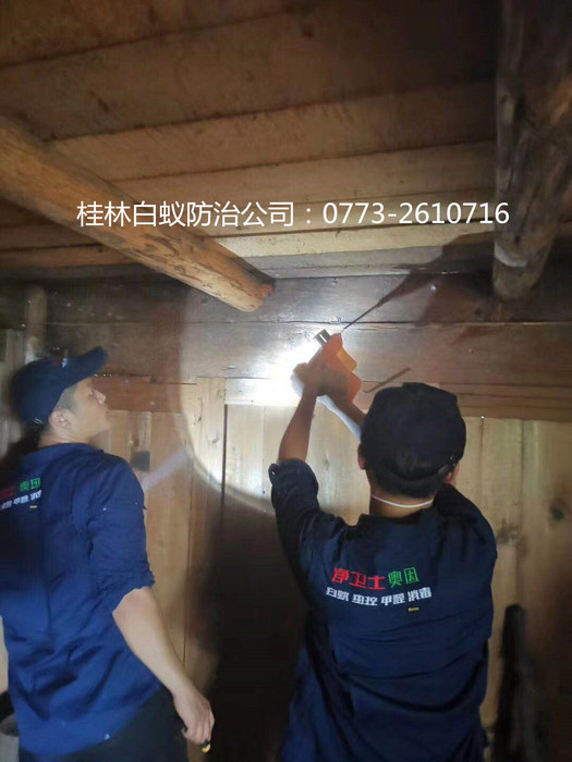 家里有白蟻怎么辦.jpg