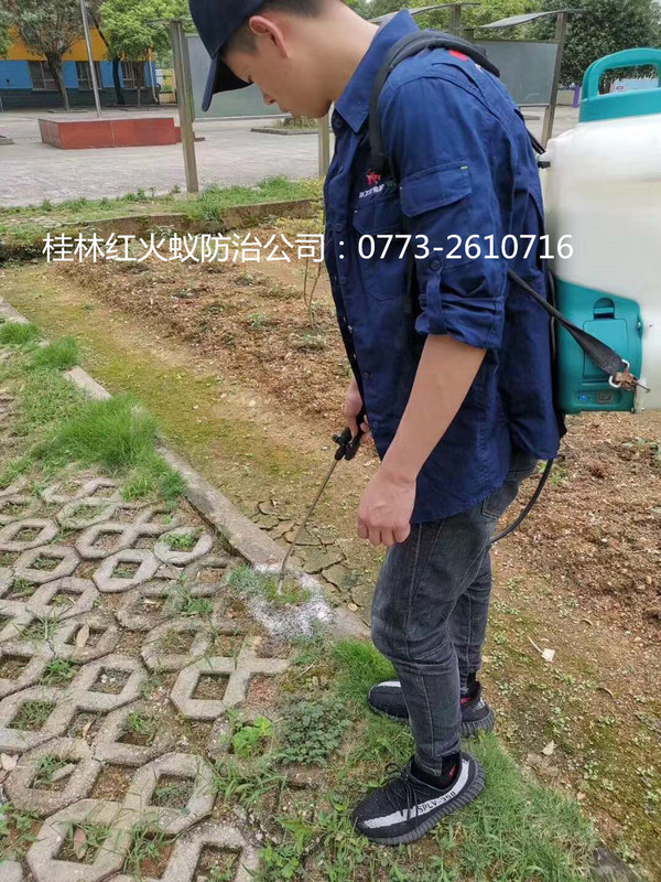 火紅蟻消殺.jpg